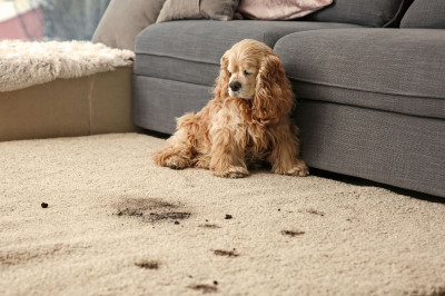 Taches sur tapis : 8 astuces pour les faire disparaître