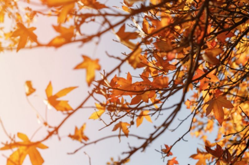 Même en automne, faites le grand ménage !